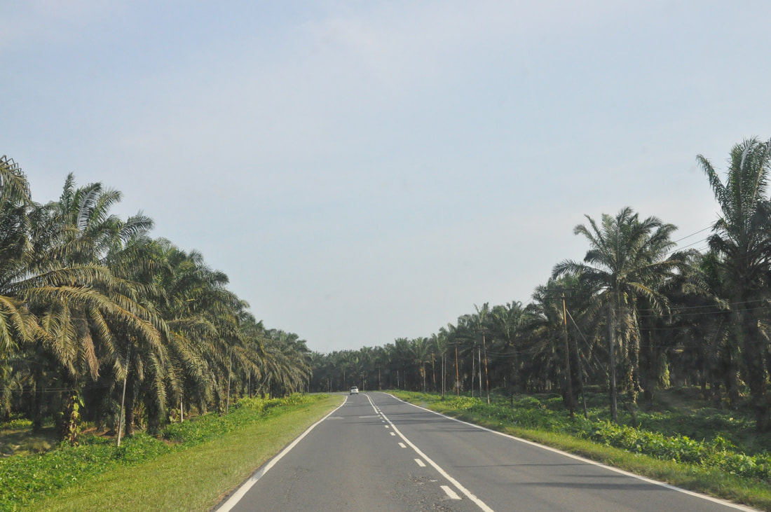 Conservation news on Palm Oil