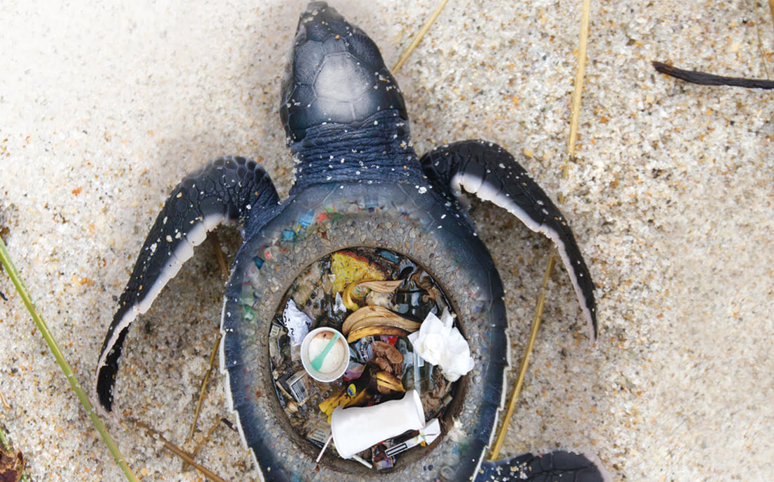 Plastics and Wildlife - THE TROPICAL CONSERVATION FUND